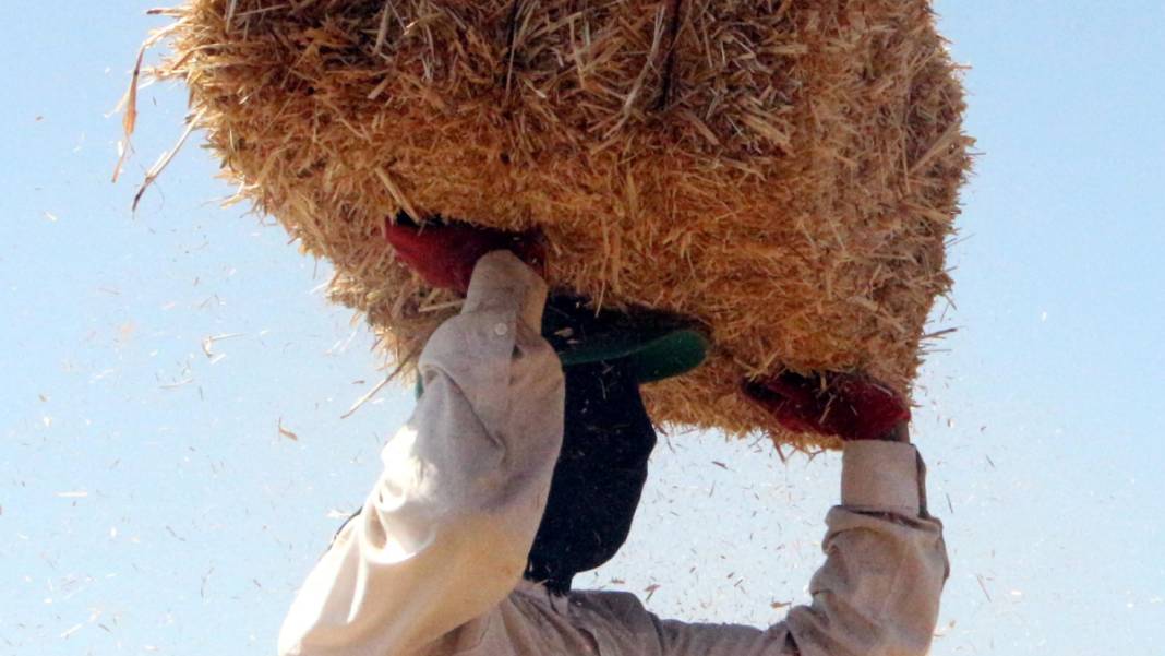 Kavurucu sıcakta 'balya' mesaisi 11